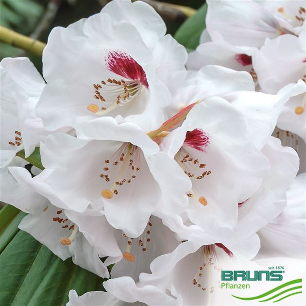 rhododendron rose Roseum Elegans Rhododendron – Plant Detectives main image 1