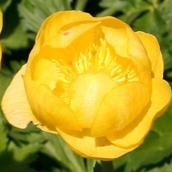 Trollius_Earliest_of_All_HRM_Q1.jpg