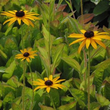 Rudbeckia_fulgida_var_deamii_WI_Q3.jpg