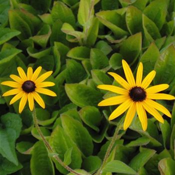 Rudbeckia_fulgida_var_deamii_WI_Q2.jpg