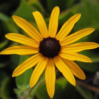 Rudbeckia_fulgida_var_deamii_WI_Q1.jpg