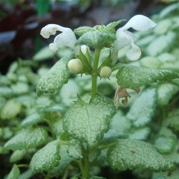 Lamium_maculatum_White_Nancy_WI_Q1.jpg