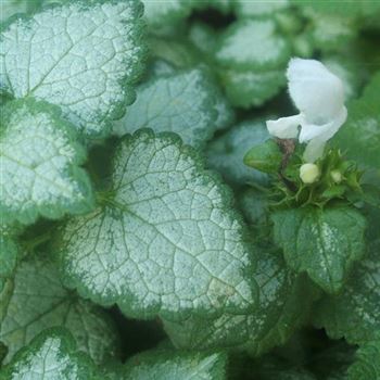 Lamium_maculatum_White_Nancy_WI_Q2.jpg