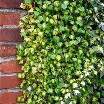 Hedera_helix_Goldheart_HRM_2203.jpg