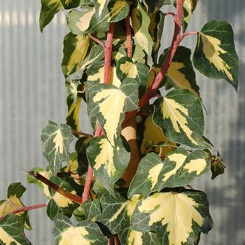 Hedera_helix_Goldheart_GR_R1.jpg