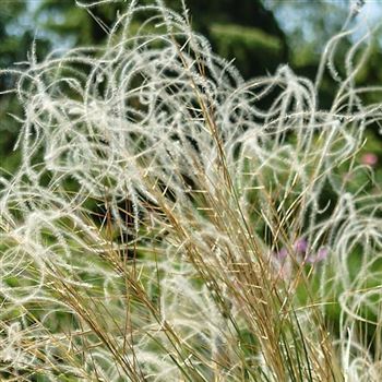 Stipa_pulcherrima_nudicostata_HRM_Q1.jpg