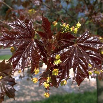 Acer_platanoides_Schwedleri_1999-1906.jpg