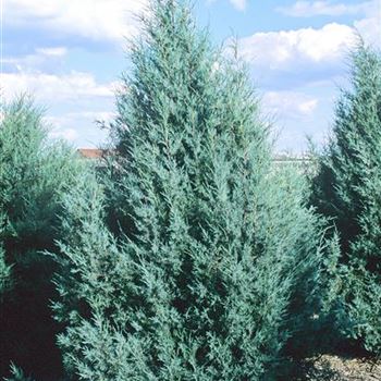 Juniperus_scopulorum_Wichita_Blue_2001_2151.jpg