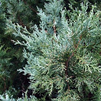 Juniperus_scopulorum_Wichita_Blue_2005_5357.jpg