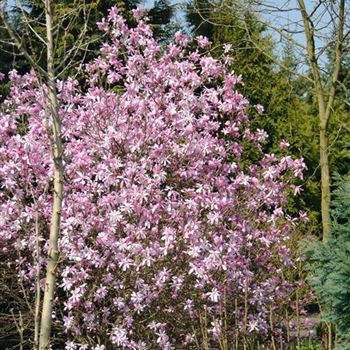 Magnolia_loebneri_Leonard_Messel_2009_0793.jpg