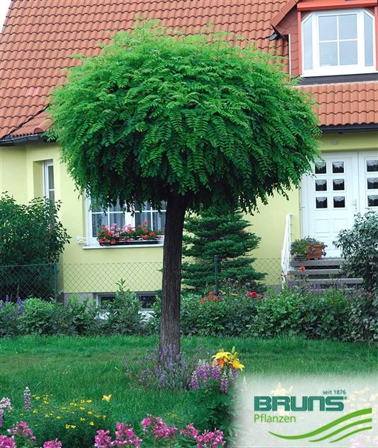 hanfpalme wann düngen Hanfpalmen-Dünger NPK 10-8-8 main image 0