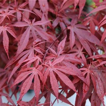 Acer_palmatum_Atropurpureum_2009_1120.jpg