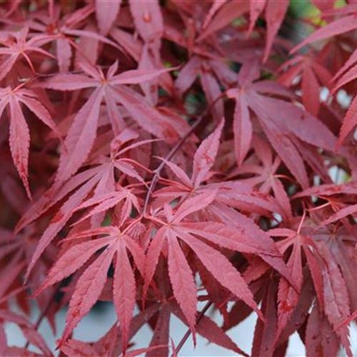 Acer palmatum 'Atropurpureum'