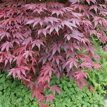 Acer_palmatum_Atropurpureum_2005_1427_q.jpg