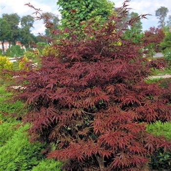 Acer_palmatum_Atropurpureum_2000_1385.jpg