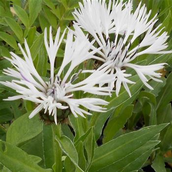 Centaurea_montona_Alba_WI_Q2.jpg