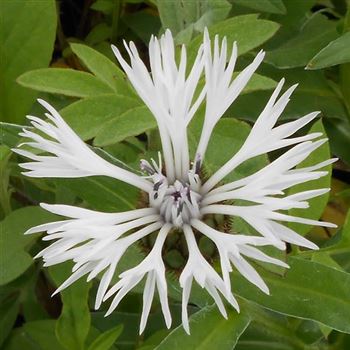 Centaurea_montona_Alba_WI_Q1.jpg