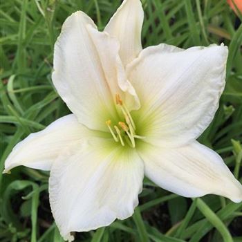 Hemerocallis_Serene_Madonna_ODQ0NTg3MFo.jpg