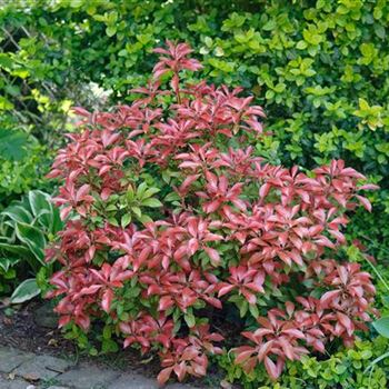 Pieris_japonica_Mountain_Fire_2008_1835.jpg