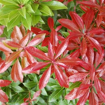 Pieris_japonica_Mountain_Fire_GR_Q1.jpg