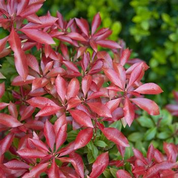 Pieris_japonica_Mountain_Fire_2008_1839.jpg