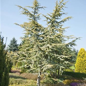 Cedrus_atlantica_Aurea_2009_0842_b.jpg