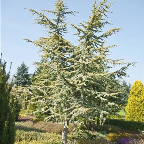 Cedrus atlantica 'Aurea'