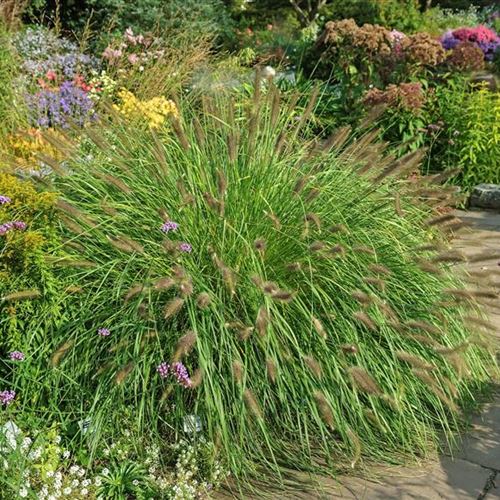 Pennisetum alopecuroides 'Compressum'