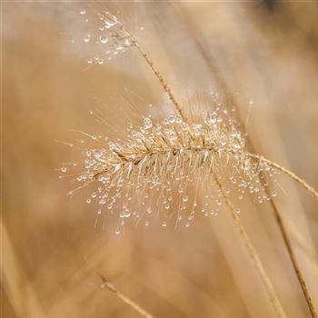 Pennisetum_alopecuroides_Compressum_HRM_Q1.jpg