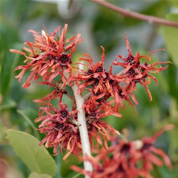 Hamamelis_intermedia_Diane_2008_0174.jpg