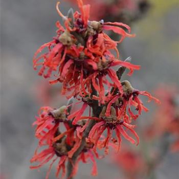 Hamamelis_intermedia_Diane.JPG