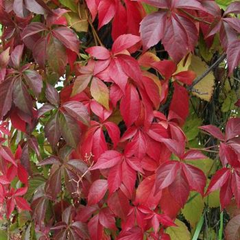 Parthenocissus_quinquefolia_Engelmannii_2005_4910.jpg