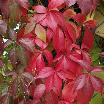 Parthenocissus_quinquefolia_Engelmannii_2005_4910_Q.jpg