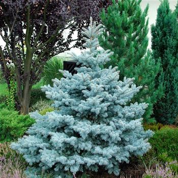 Picea_pungens_Koster_2007_6677.jpg