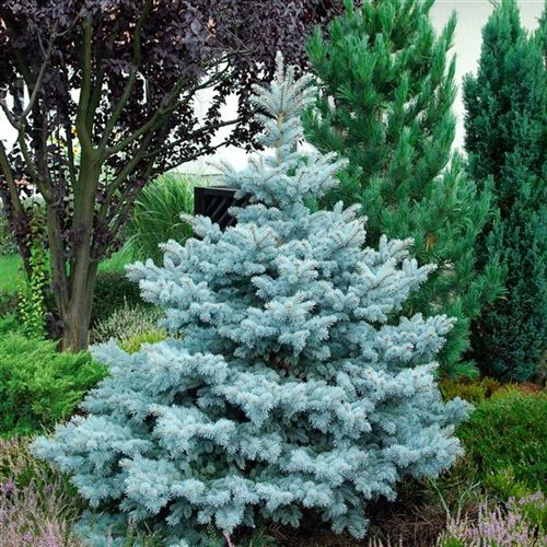 Picea pungens 'Koster'