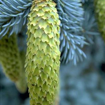 Picea_pungens_Koster_1998-2873.jpg