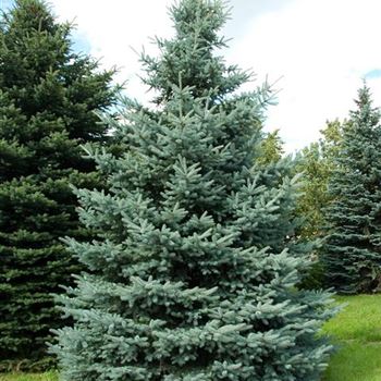 Picea_pungens_Koster_2007_3723.jpg