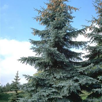 Picea_pungens_Koster_1998-6004.jpg