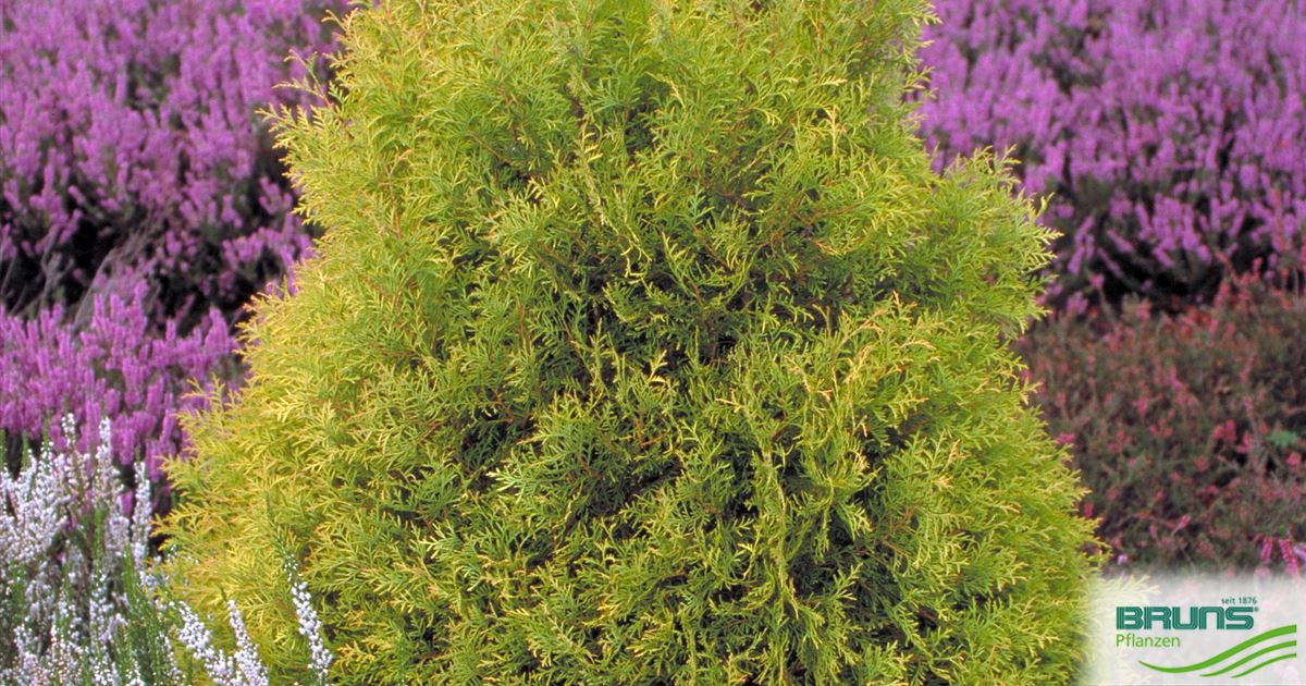Thuja occidentalis 'Rheingold' von Bruns Pflanzen