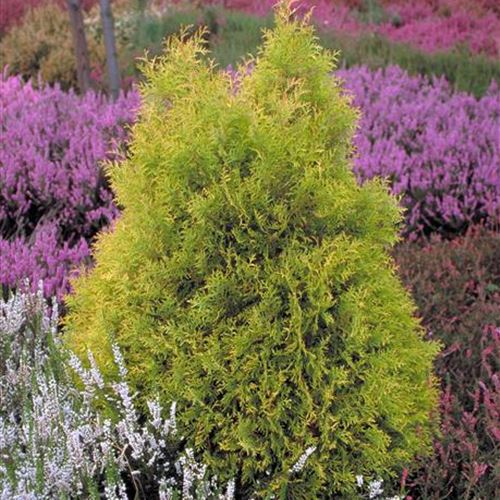 Thuja occidentalis 'Rheingold'