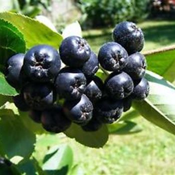 Aronia_prunifolia_Eastland.jpg