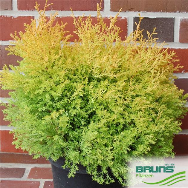 Thuja occidentalis 'Rheingold' von Bruns Pflanzen