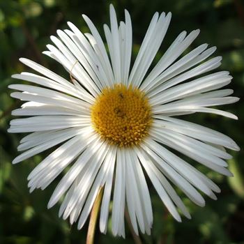 Erigeron_Sommerneuschnee_WI_Q1.jpg