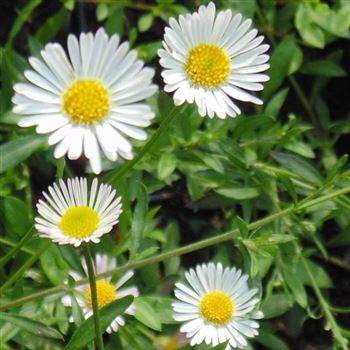 Erigeron_Sommerneuschnee_WI_Q2.jpg