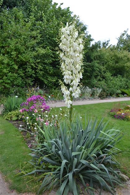 Yucca filamentosa, Fdige Palmlilie von Bruns Pflanzen