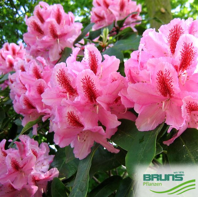 Rhododendron 'Furnivall's Daughter' von Bruns Pflanzen