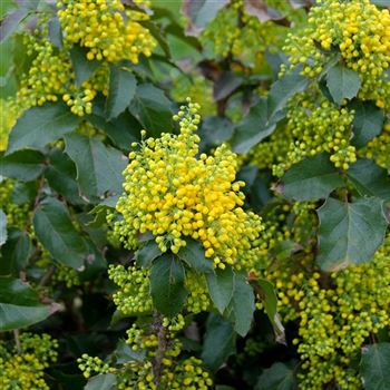 Mahonia_aquifolium_Apollo_2009_0904.jpg