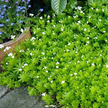 Galium_odoratum_HRM_Q3.jpg