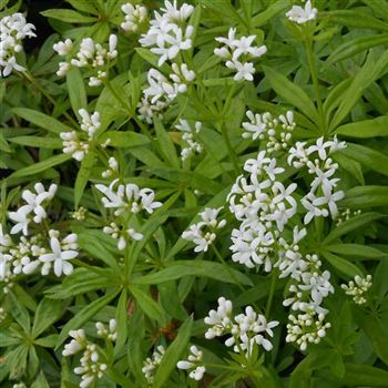 Galium_odoratum_WI_Q1.jpg