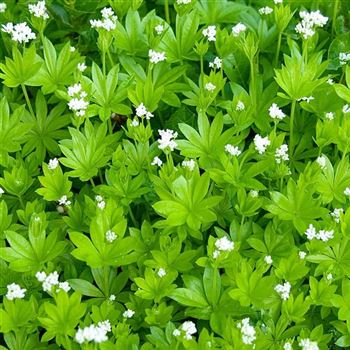 Galium_odoratum_HRM_Q2.jpg